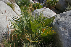 Borrego Palm Canyon (3306)