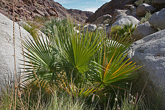 Borrego Palm Canyon (3307)