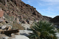 Borrego Palm Canyon (3317)