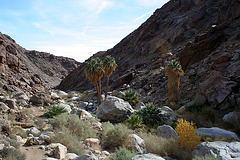 Borrego Palm Canyon (3319)
