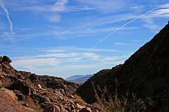 Borrego Palm Canyon (3346)