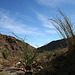 Borrego Palm Canyon (3383)