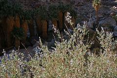 Borrego Palm Canyon Lavender (3342)