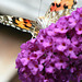 20091007 0891Tw [D~LIP] Distelfalter (Cynthia cardui), Schmetterlingsstrauch (Buddleja davidii 'Royal Red'), Bad Salzuflen