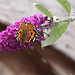20091007 0899Tw [D~LIP] Distelfalter (Cynthia cardui), Schmetterlingsstrauch (Buddleja davidii 'Royal Red'), Bad Salzuflen