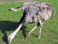 IMG 0245 Emus