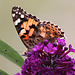 20091007 0901Tw [D~LIP] Distelfalter (Cynthia cardui), Schmetterlingsstrauch (Buddleja davidii 'Royal Red'), Bad Salzuflen