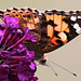 20091007 0902Tw [D~LIP] Distelfalter (Cynthia cardui), Schmetterlingsstrauch (Buddleja davidii 'Royal Red'), Bad Salzuflen