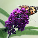 20091007 0903Tw [D~LIP] Distelfalter (Cynthia cardui), Schmetterlingsstrauch (Buddleja davidii 'Royal Red'), Marienkäfer, Bad Salzuflen