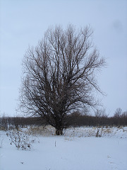 Randonnée en raquettes - Snowshoe run/  Hometown - Dans ma ville.  Hiver 2008 - L'arbre solitaire /  Lonely tree