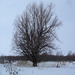 Randonnée en raquettes - Snowshoe run/  Hometown - Dans ma ville.  Hiver 2008 - L'arbre solitaire /  Lonely tree