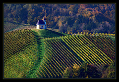 vine country Styria