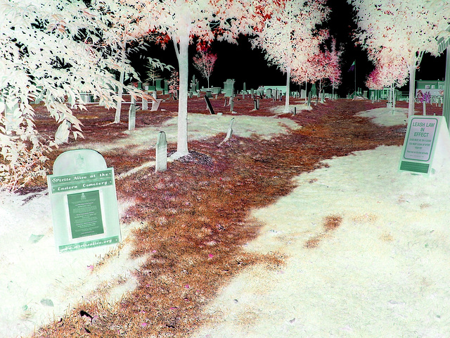 The Eastern cemetery  /  Portland, Maine USA -  11 octobre 2009- Négatif RVB