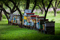 bee houses in the morning