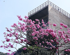 Blossoms in Bangalore