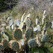 Pacific Crest Trail Cactus (5508)