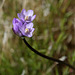 Pacific Crest Trail Flower (5506)