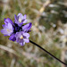 Pacific Crest Trail Flower (5509)