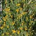 Pacific Crest Trail Flowers (5501)