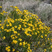 Pacific Crest Trail Flowers (5512)