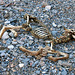 Remains of a Fawn in Marble Canyon (4605)