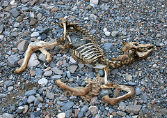 Remains of a Fawn in Marble Canyon (4606)