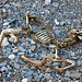 Remains of a Fawn in Marble Canyon (4606)