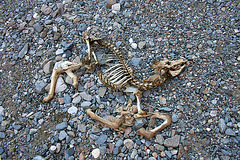 Remains of a Fawn in Marble Canyon (4607)