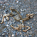 Remains of a Fawn in Marble Canyon (4607)