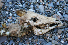 Remains of a Fawn in Marble Canyon (4608)