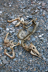 Remains of a Fawn in Marble Canyon (4609)