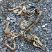 Remains of a Fawn in Marble Canyon (4609)