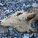 Remains of a Fawn in Marble Canyon (4610