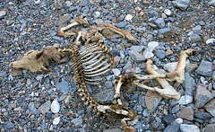 Remains of a Fawn in Marble Canyon (4611)