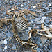 Remains of a Fawn in Marble Canyon (4611)