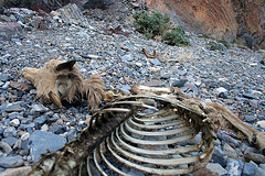 Remains of a Fawn in Marble Canyon (4715)