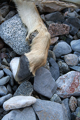 Remains of a Fawn in Marble Canyon (4716)
