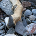 Remains of a Fawn in Marble Canyon (4716)