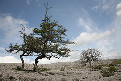 Limestone pavement with trees