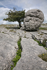 Limestone pavement and tree