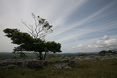 Tree on limestone