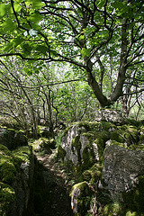 Woodland at Hutton Roof