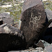 Three Rivers Petroglyphs (6113)