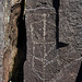 Three Rivers Petroglyphs (6149)