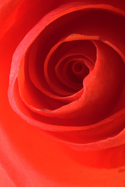 Red rose of love!