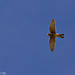 Cernicalo vulgar (falco tinnunculus canariensis)