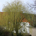 20100401_1845Aw Vlotho-Valdorf (Steinbründorf) Trauerweide