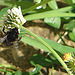 20090623 3797DSCw [D~LIP] Steinhummel (Bombus lapidarius), Weiß-Klee (Trifolium repens), Bad Salzuflen