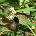 20090623 3799DSCw [D~LIP] Steinhummel (Bombus lapidarius), Weiß-Klee (Trifolium repens), Bad Salzuflen