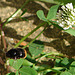 20090623 3800DSCw [D~LIP] Steinhummel (Bombus lapidarius), Weiß-Klee (Trifolium repens), Bad Salzuflen